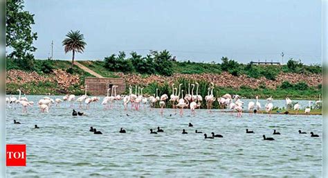 Explain steps to protect Ameenpur lake: Telangana HC | Hyderabad News - Times of India