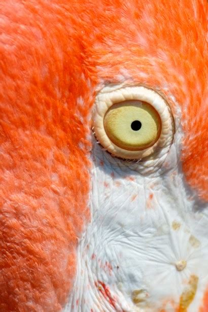 Flamingo Eye Free Stock Photo - Public Domain Pictures