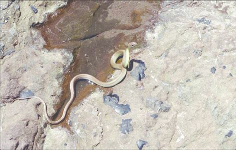 Coluber constrictor hunting within the intertidal zone on West Santa ...