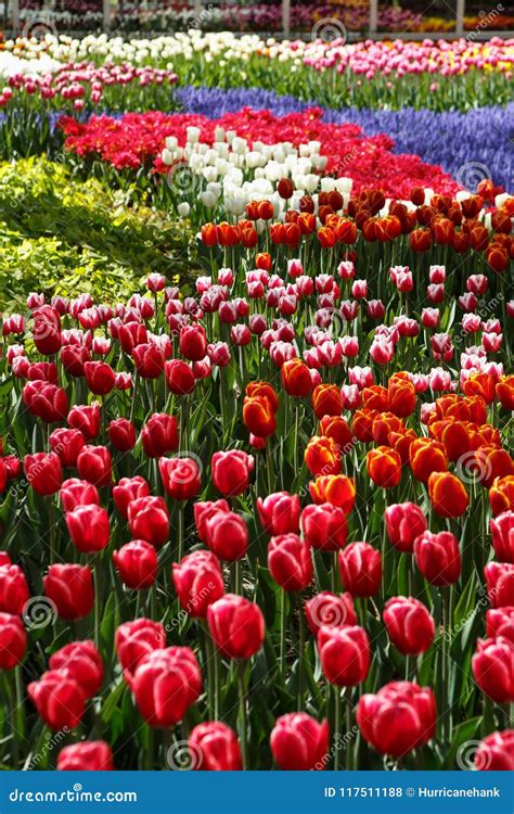 Beautiful Flower Garden with Colorful Blooming Flowers Stock Photo ...