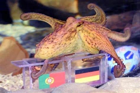 Bringing Paul the octopus back to life, with AI