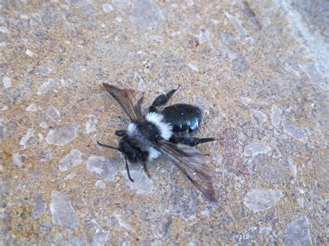 Black and white bee? Found dead in UK West Midlands, appox the size of ...