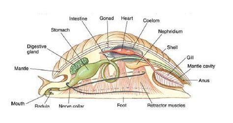 Reproduction and Circulatory System - Phylum Mollusca