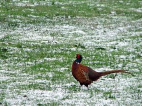 How to Start Raising Pheasants | HubPages