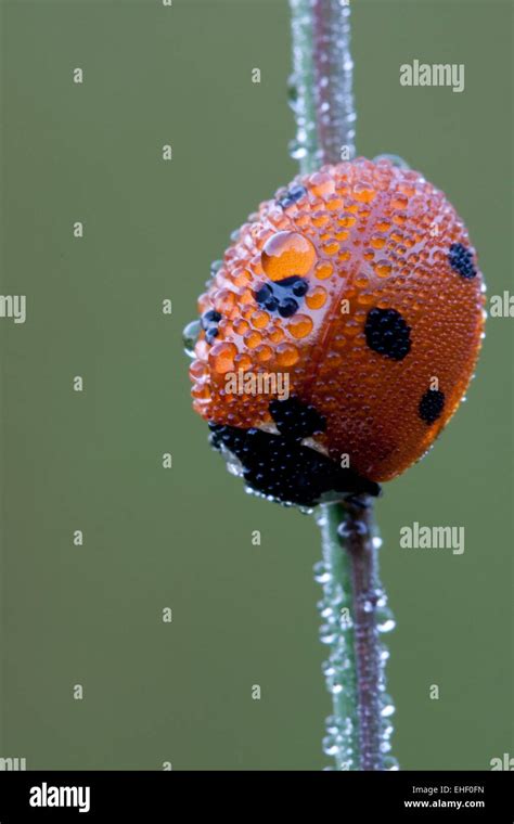 seven-spot ladybug Stock Photo - Alamy