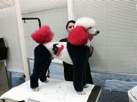 Poodle | Pet grooming, Dog grooming, Creative grooming