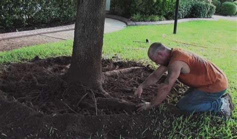 Tree Root Removal Cost Guide 2024 - (Cutting Exposed Tree Roots)