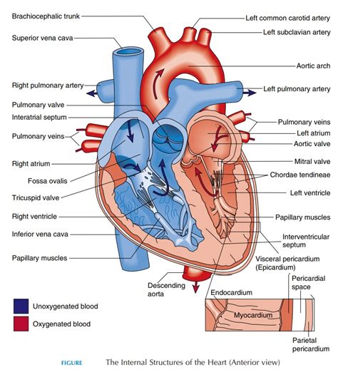 The Heart: Structure and Function