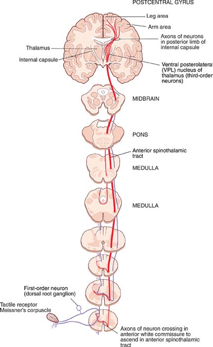 Somatosensory System | Neupsy Key