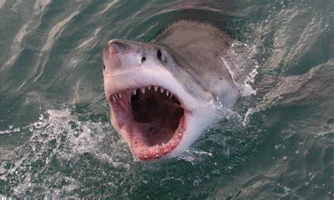 8 North Carolina Beaches with the Most Shark Attacks - A-Z Animals