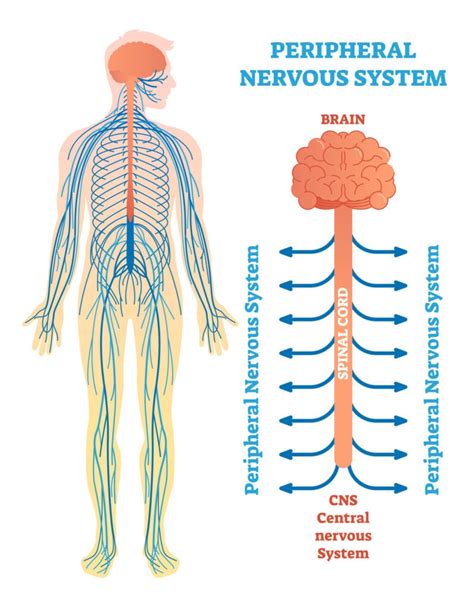 Peripheral Nervous System (PNS): Parts and Function