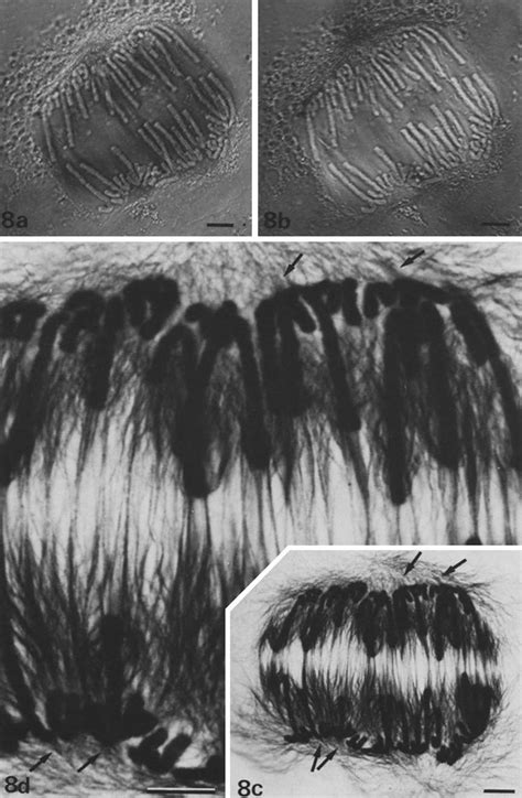 Anaphase-telophase transition. The same cell in polarized light in vivo... | Download Scientific ...