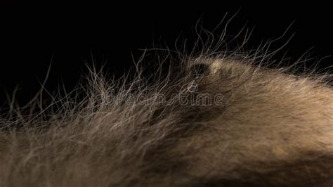 Tiger Skin Details Close Up Stock Image - Image of abstract ...