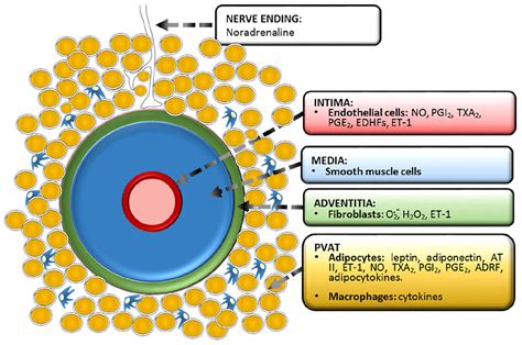 Frontiers | The Local Regulation of Vascular Function: From an Inside ...