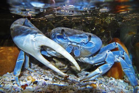 Blue Crab Sealife Photography, Crustasean Crab in Water art, Aquarium with Crab wall art | Water ...