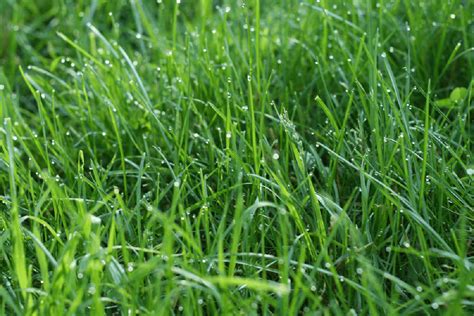 [Reviews] What's the Best Grass Seed for Overseeding? | Sproutabl