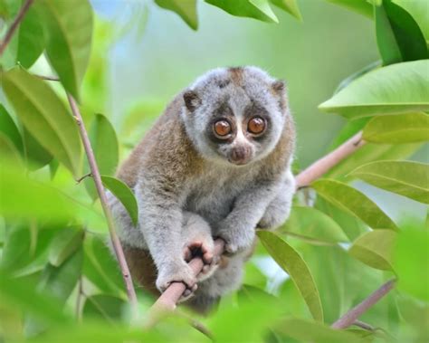 Bengal Slow Loris - Facts, Diet, Habitat & Pictures on Animalia.bio