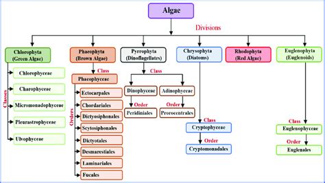 Classification of algae explained in a simple way. | Download ...