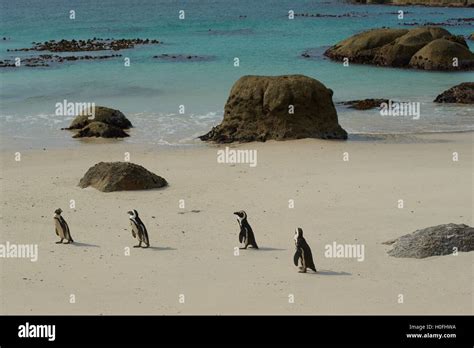 Boulders Beach Penguins Stock Photo - Alamy