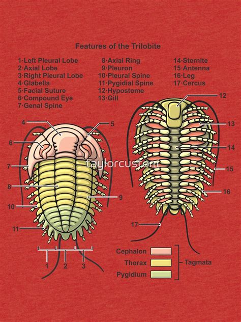 "Trilobite Morphology Diagram" T-shirt by taylorcustom | Redbubble