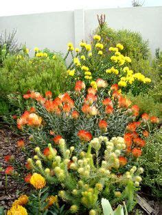 Fynbos garden Coastal Gardens, Beach Gardens, White Gardens, Hillside Garden, Rock Garden, Dream ...