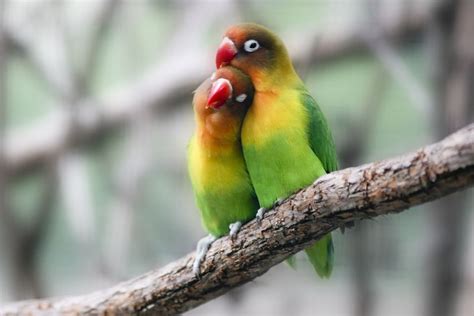 Lovebird Breeding Basics Explained