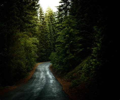 Free Images : tree, nature, forest, path, light, road, mist, night, sunlight, morning, leaf ...