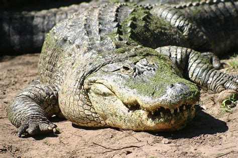 Alligator | Animal Wildlife
