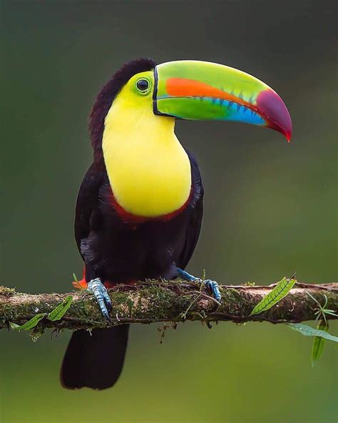 Canon Photography: Incredible image of a Toucan in Costa Rica! Wow ...