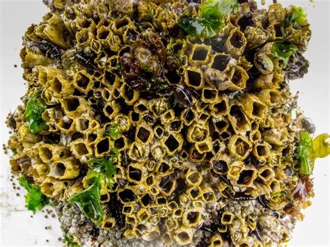 How Tiny Limpets Do the Heavy Lifting of Climate Resilience | Hakai Magazine