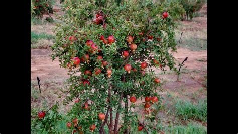 Pomegranate Farming 20 acres at Jyotifarm in Gujarat - YouTube