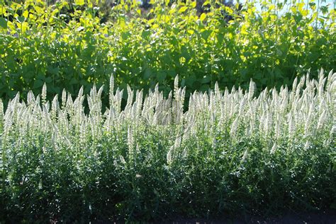 Variety Spotlight - 'WHITE MIGNONETTE' - Scented Cut Flower of Lore and ...