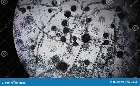 Hidden Life Of Microscopic Fungi Stock Image | CartoonDealer.com #186693763