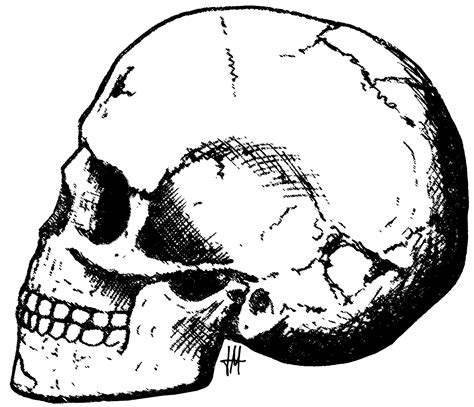 File:Qafzeh skull-11.png