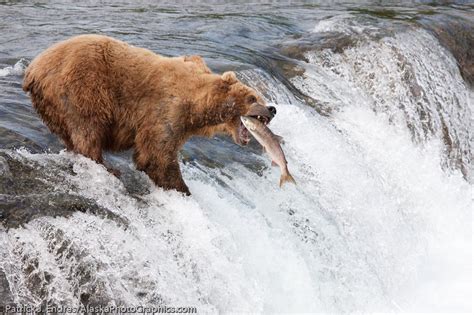 Brown Bears at Katmai National Park, Alaska - AlaskaPhotoGraphics