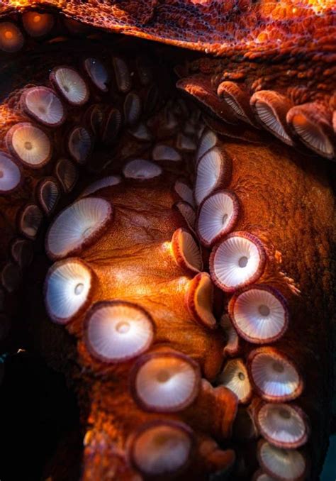 Here's Everything You Want To Know About Octopus Suckers! - OctoNation ...