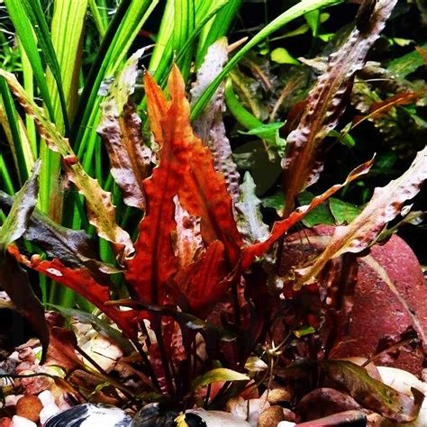 10 Red Freshwater Aquarium Plants That Are Easy To Grow - FallsGarden