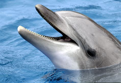 More Gay Dolphins Observed Off Coast of Western Australia - Newsweek