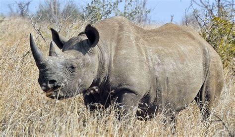 Black Rhinoceros - Facts, Diet & Habitat Information