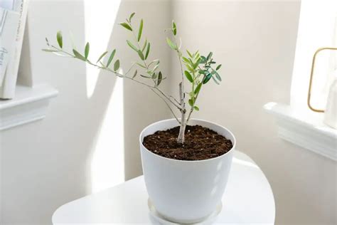 Olive Tree Growth Rate: How Fast They Grow? (Facts)