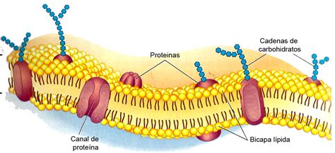 BIODIVERCIENCIA: UNDECIMO