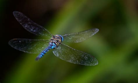 Dragonfly Flight Free Stock Photo - Public Domain Pictures