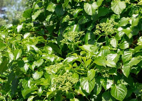 Climbing hydrangea care ???? ???? A guide to flourishing vines