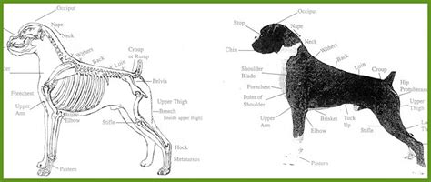 Breed Standard – London & Home Counties Boxer Club