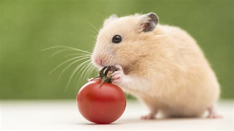 Hamster Wallpapers | Best Wallpapers