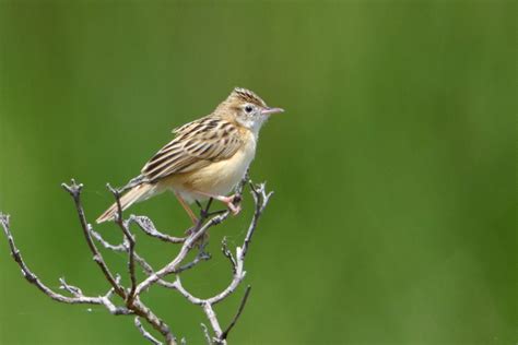 Zitting Cisticola – Holmen Birding Safaris