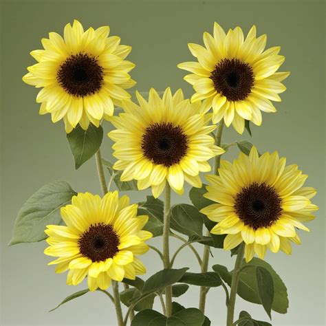 Sunrich Limoncello Summer Sunflower Seeds - Annual Flower Seeds