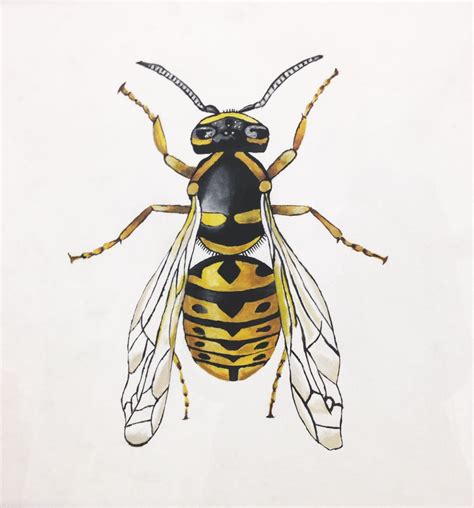 Yellow Jacket Wasp Painting. Acrylic. Beautifully created with a realistic, diagram-like style ...