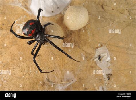 Mediterranean Black Widow (Latrodectus tredecimguttatus) with eggs ...