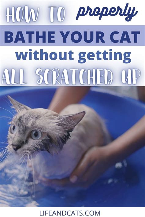 How to Bathe Your Cat Without Getting Scratched to Bits - Life & Cats in 2021 | Cats, Cat ...